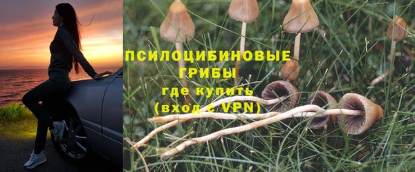 стаф Медногорск